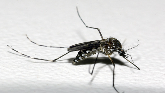 Dengue é transmitida pelo mosquito Aedes Aegypti &#8211; Foto: Reprodução/Fiocruz