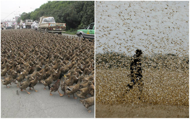 In early March this year, China 'recruited' an army of 100,000 ducks to deal with an invading army of an estimated 400 billion locusts - Portal R7 / Editing / Press Release / ND