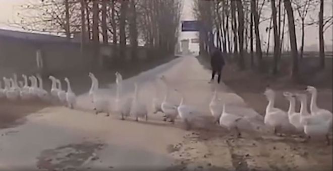 In a video released by the agency's channel, the ducks are seen being taken to the locusts - Portal R7 / Reproduction / Video / Btime.com / ND