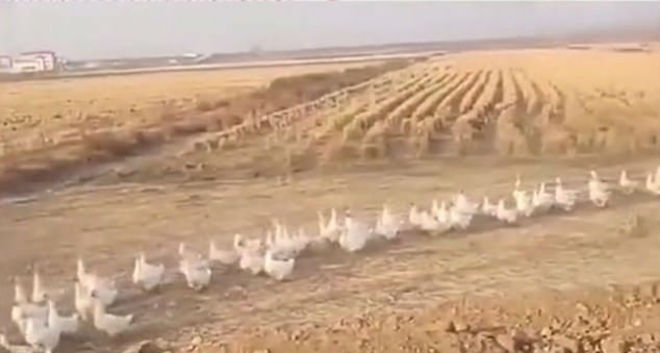 The country has adopted this strategy before.  In the 2000s, China transported 30,000 ducks from Zhejiang to Xinjiang province to deal with another infestation of locusts - Portal R7 / Reproduction / Video / Btime.com