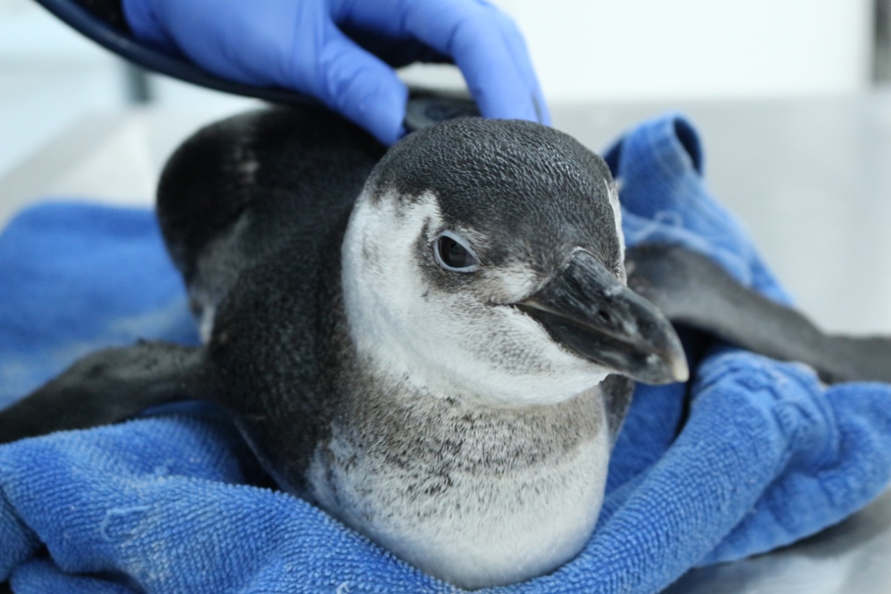Projeto registra 105 pinguins-de-Magalhães nas praias de ...