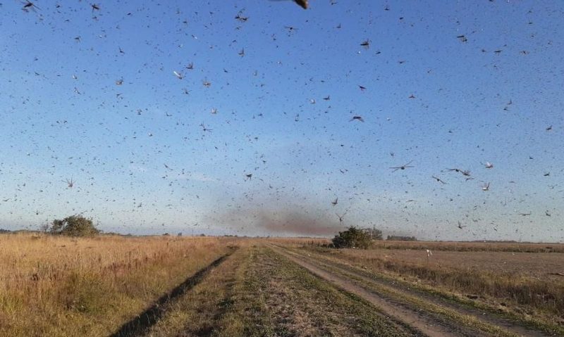 The plague now threatens Brazil.  A cloud of locusts has been monitored since May 28 in Argentina, and puts the country's border with Rio Grande do Sul in a state of attention - Agência Brasil / Reproduction / Twitter / ND