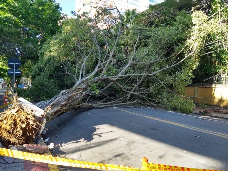 On Avenida Bocaiúva, in downtown Florianópolis, a large tree fell, blocking the passage of vehicles.  - Anderson Coelho / ND