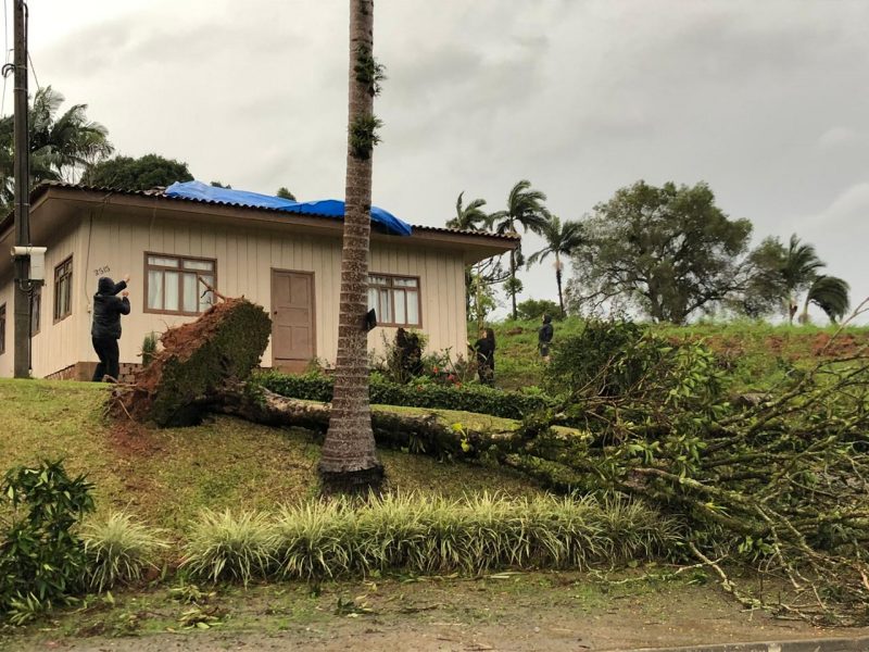 Civil Defense and firefighters received more than 100 calls and about 50 occurrences of trees falling in Indaial, in the Itajaí Valley - Indaial City Hall / Press Release / ND