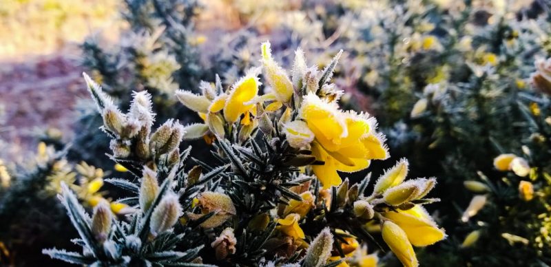 Flowers and plants were covered with ice.  - Wagner Urbano / Press Release / ND
