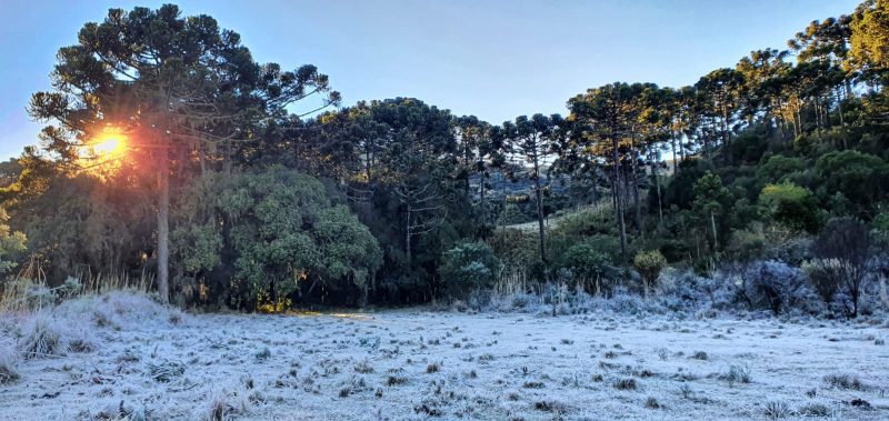This Saturday morning (4) in the Serra Santa Catarina was marked by the traditional winter landscape with the presence of frost - Mycchel Legnaghi / Press Release / ND