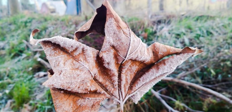 The cold and the frost beautified this Saturday morning in the mountainous region of Santa Catarina - Wagner Urbano / Press Release / ND