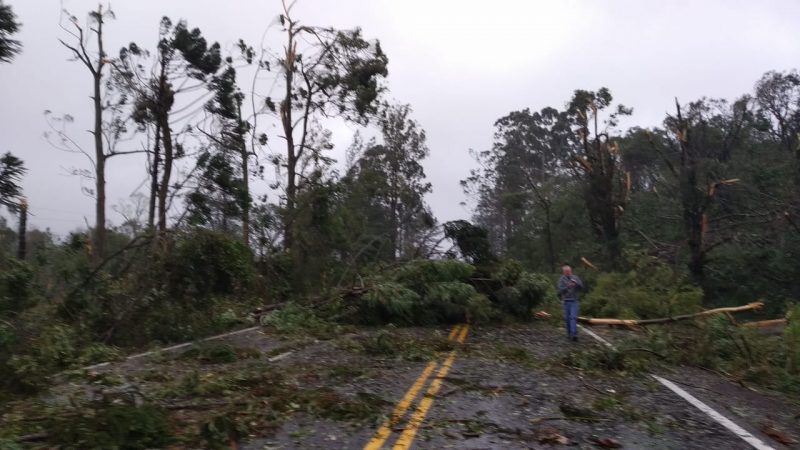 Road that connects Araquari to Joinville was completely blocked by falling trees - Social Networks