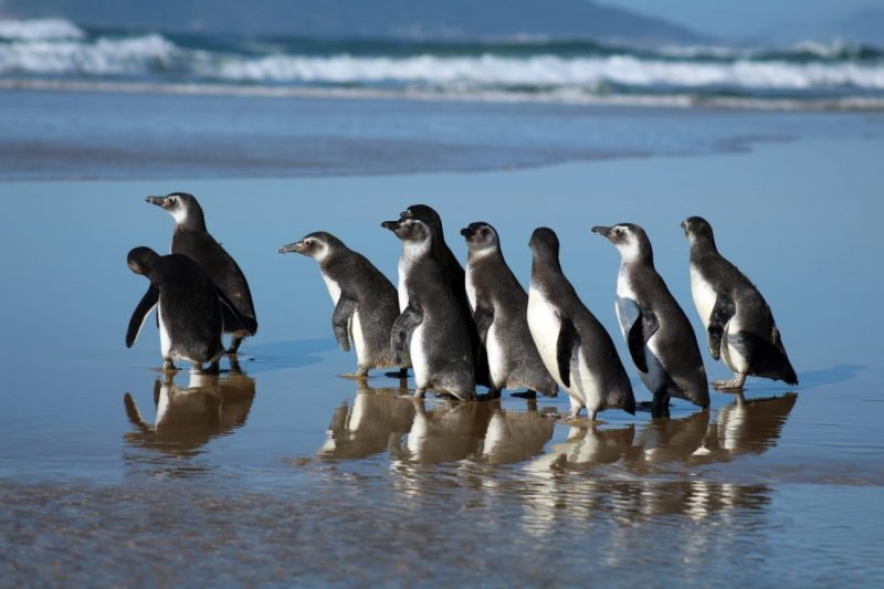 Pinguins estão entre os animais resgatados na costa catarinense &#8211; Foto: Nilson Coelho