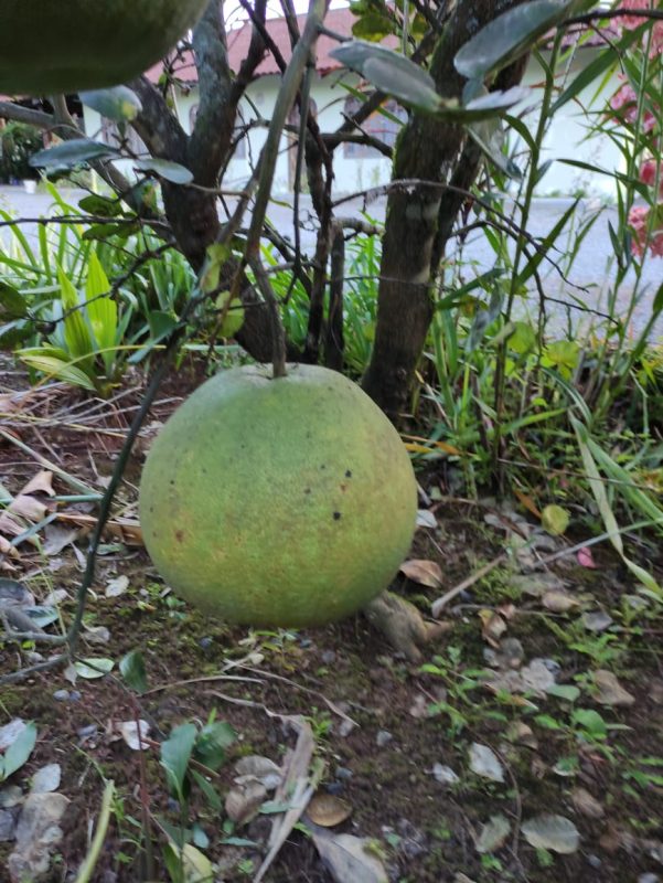 Laranja gigante foi encontrada no quintal da casa de Marciana &#8211; Foto: Arquivo pessoal